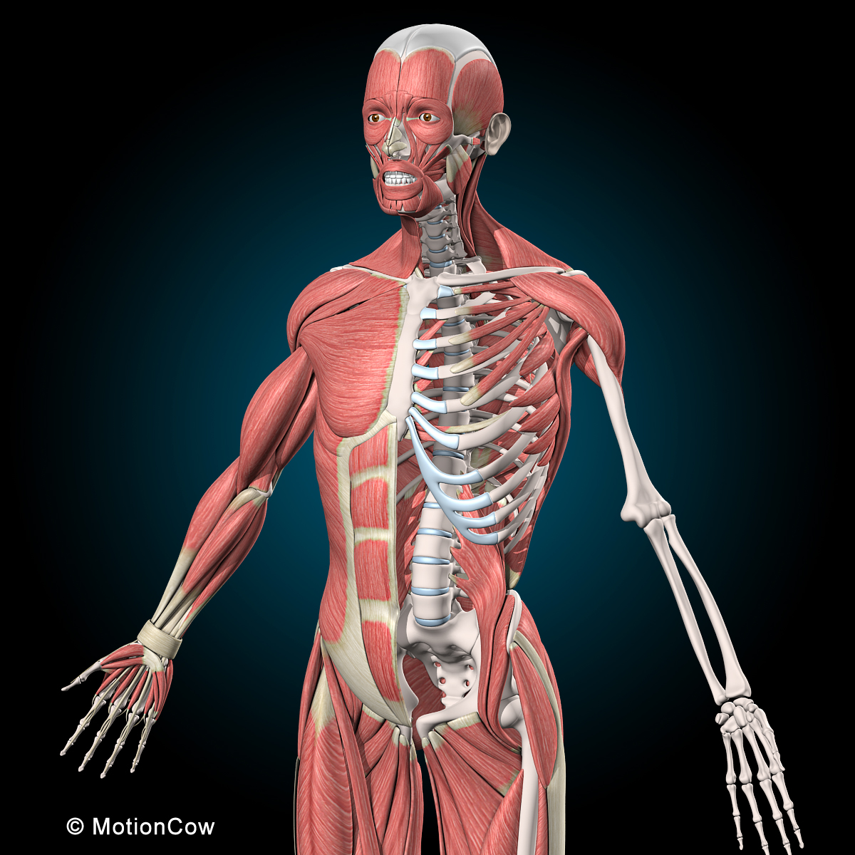 Human Male Anatomy Figure Muscular And Skeletal Systems Front View My Xxx Hot Girl
