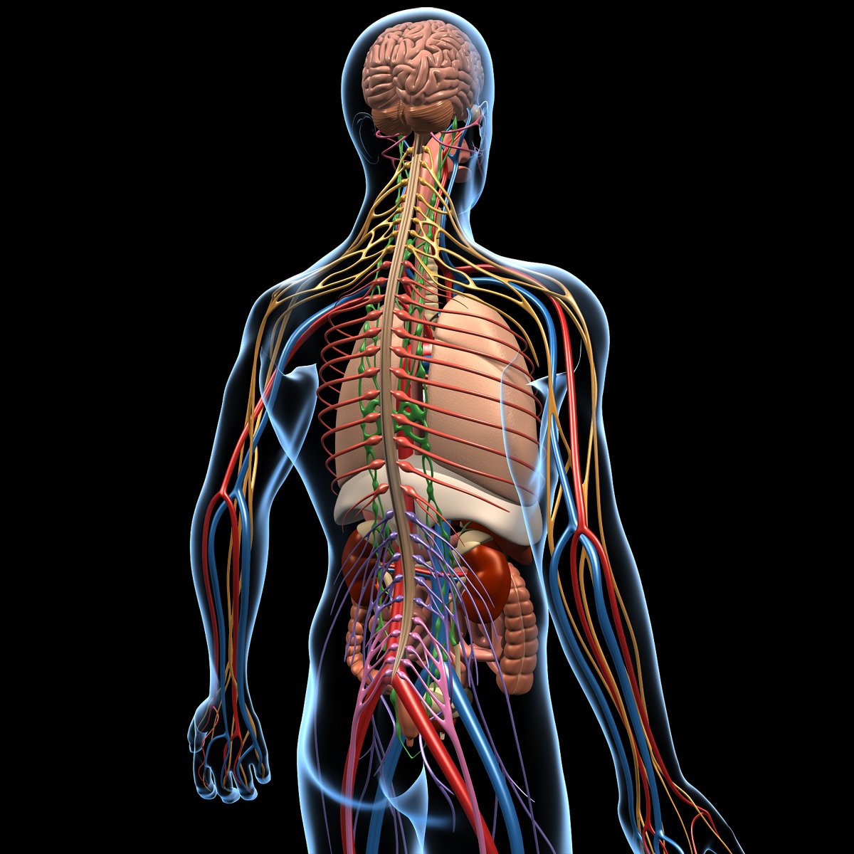 Human Anatomy Brain Nervous System MotionCow