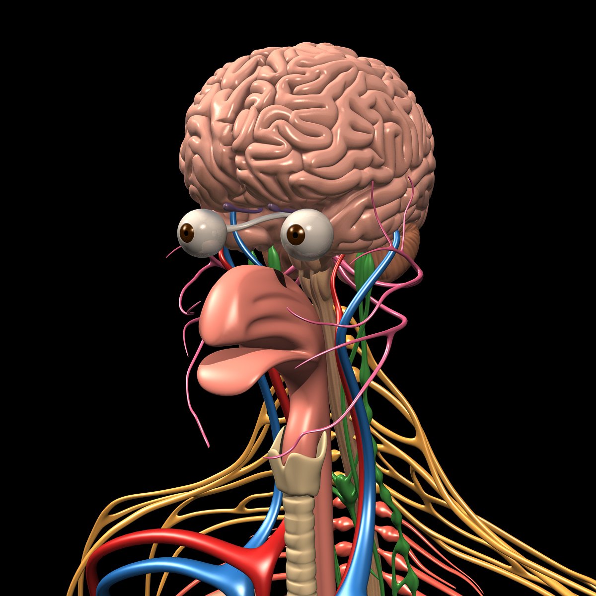 Human Anatomy Brain & Nervous System MotionCow