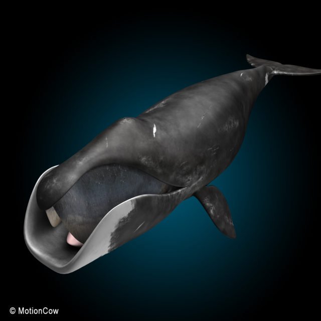 Bowhead Whale – MotionCow