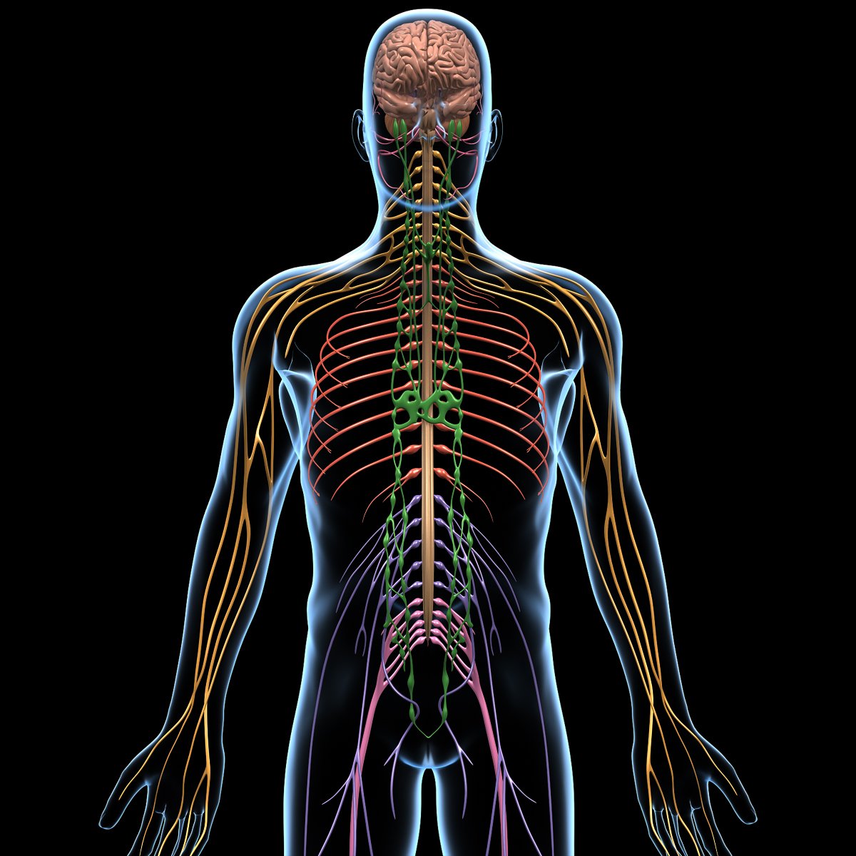 brain-nervous-system-motioncow