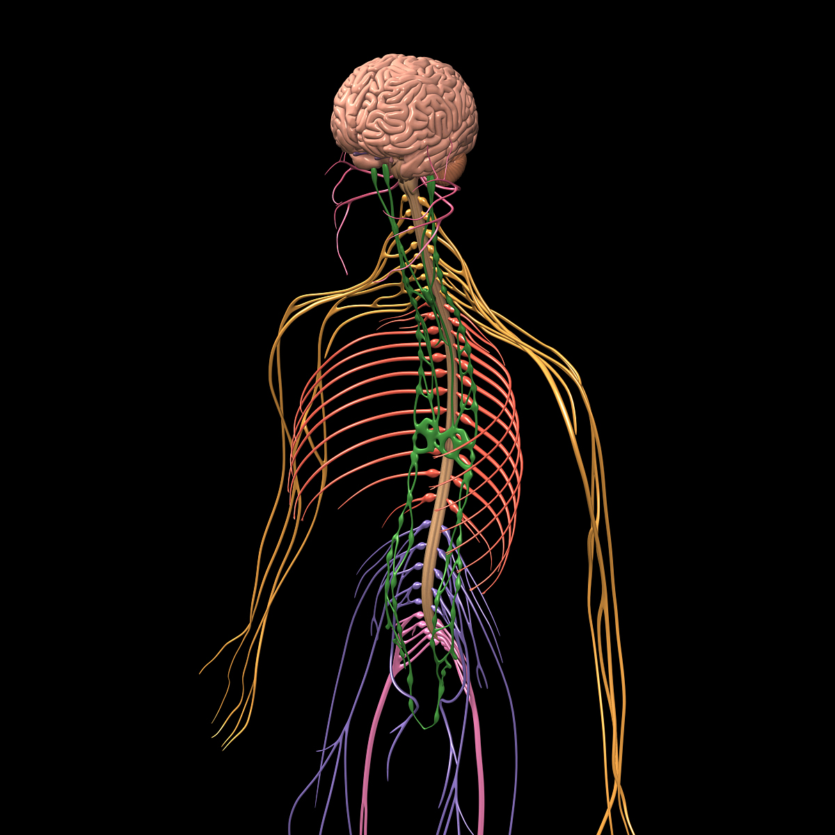 нервная система биология картинки