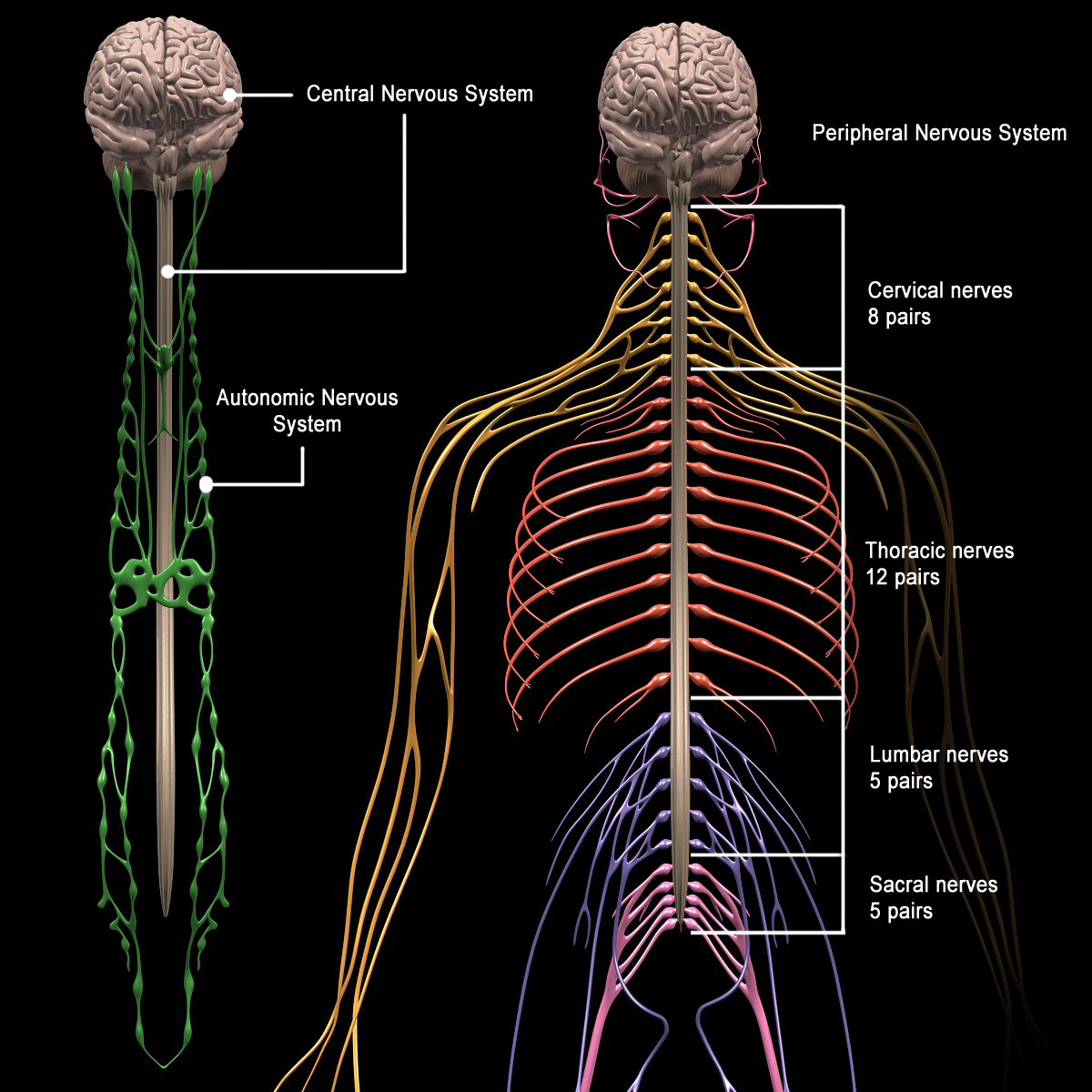 Human Anatomy Brain & Nervous System MotionCow
