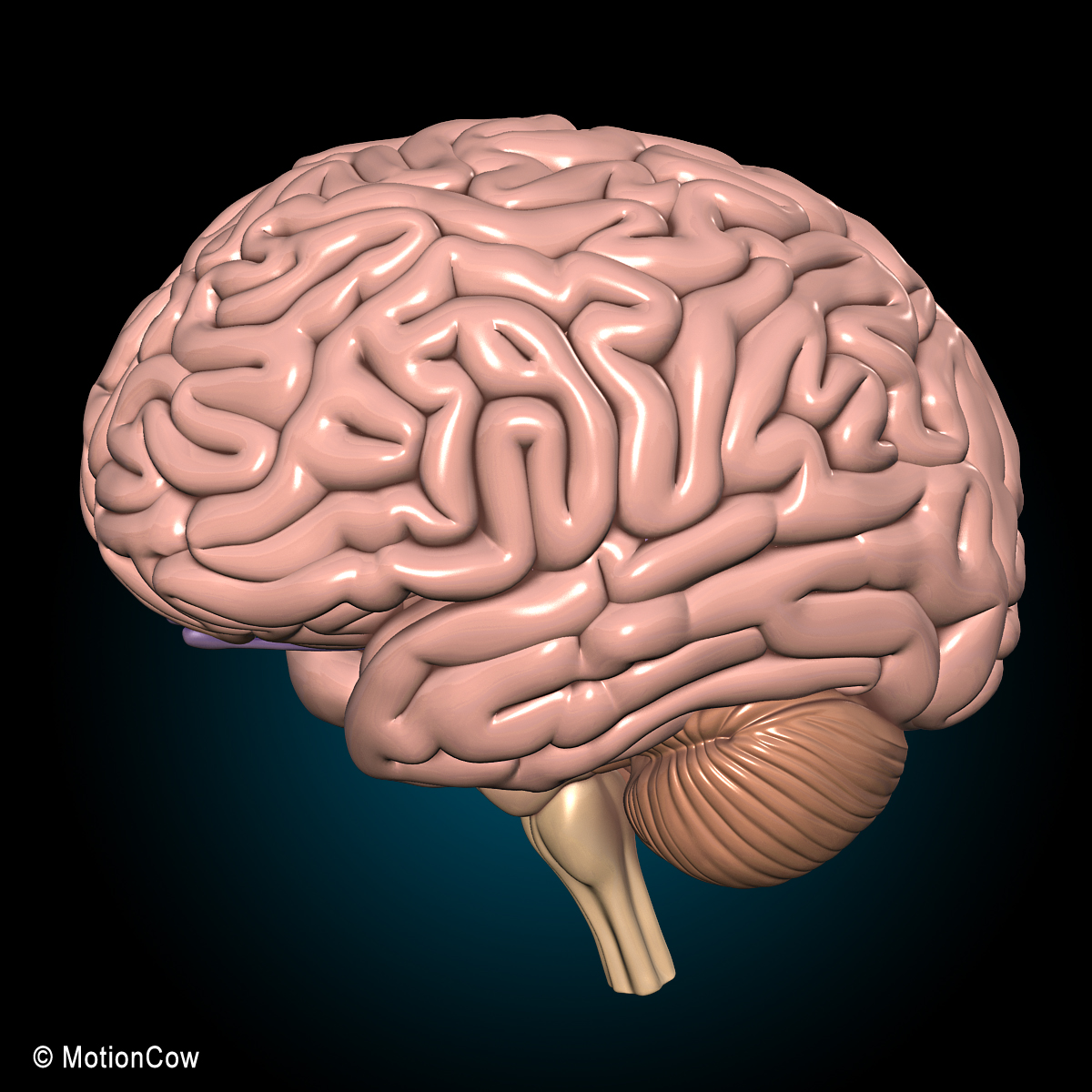 Human Brain Ultimate – MotionCow