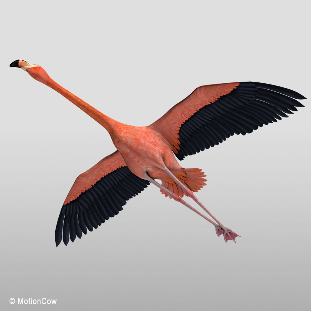 Flamingo ( Flying ) – MotionCow