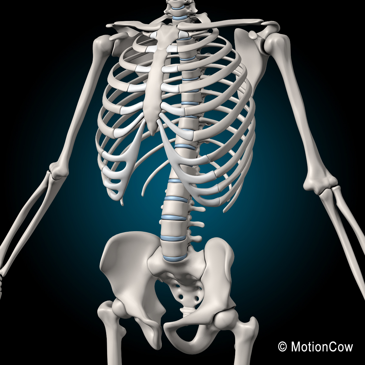 Muscles & Skeleton – MotionCow