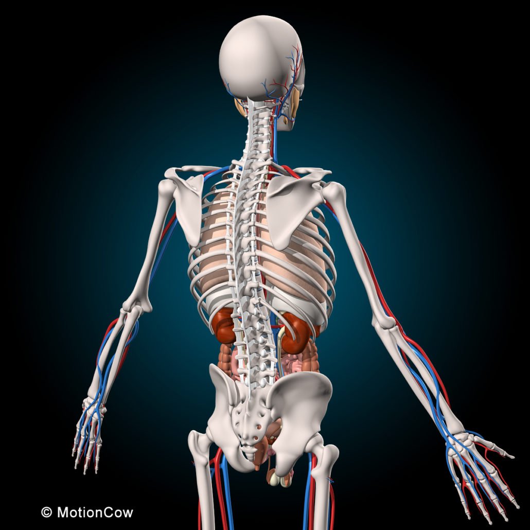 Ultimate Human Anatomy – MotionCow