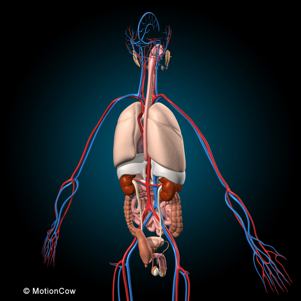 Ultimate Human Anatomy – MotionCow