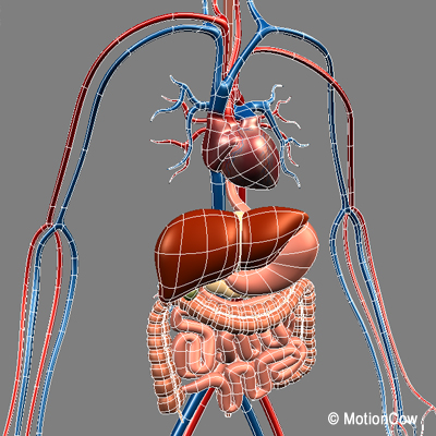 Human Digestive System – MotionCow
