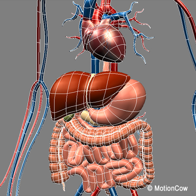 Human Digestive System – MotionCow