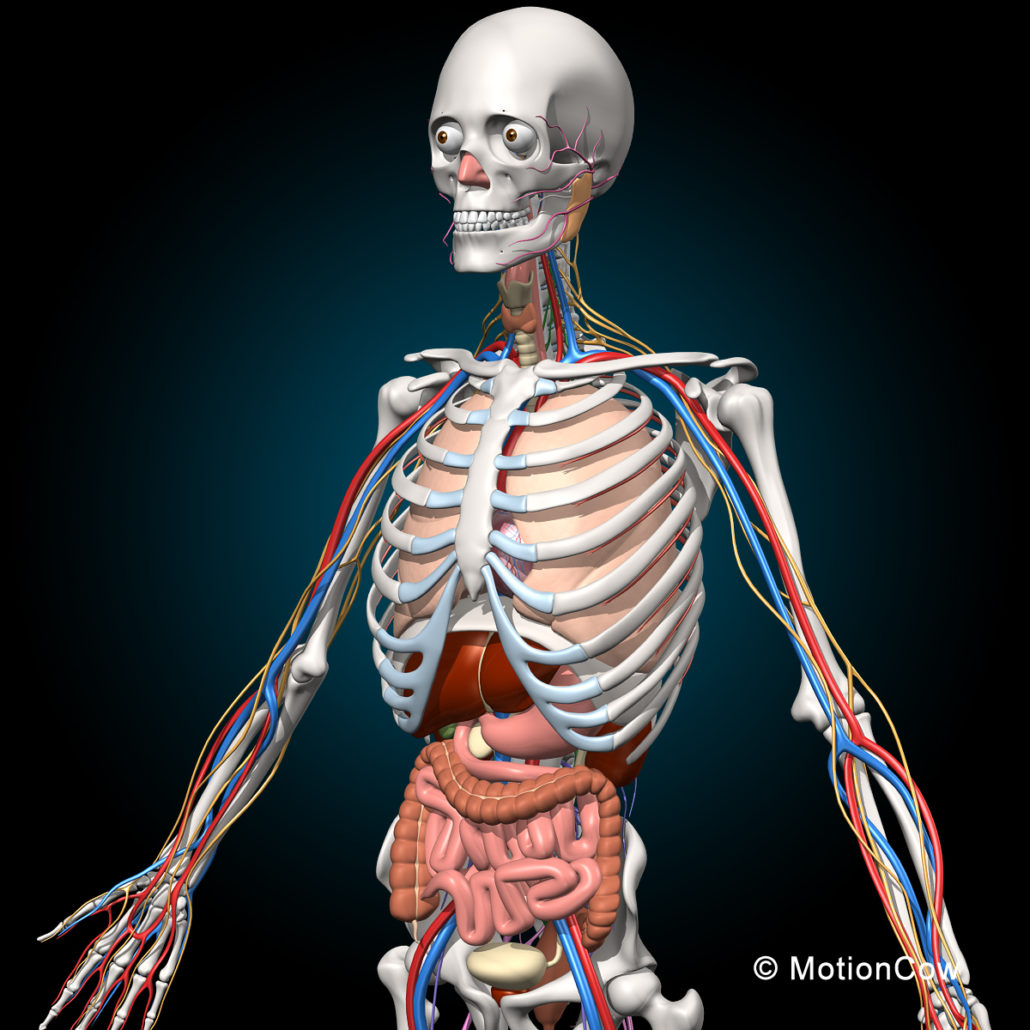 Skeleton, Anatomy & Nervous System – MotionCow