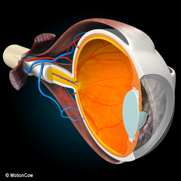 Eye X-Section – MotionCow