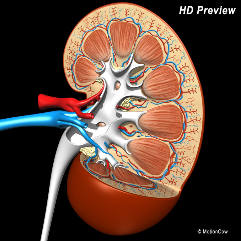 Kidney X-Section – MotionCow