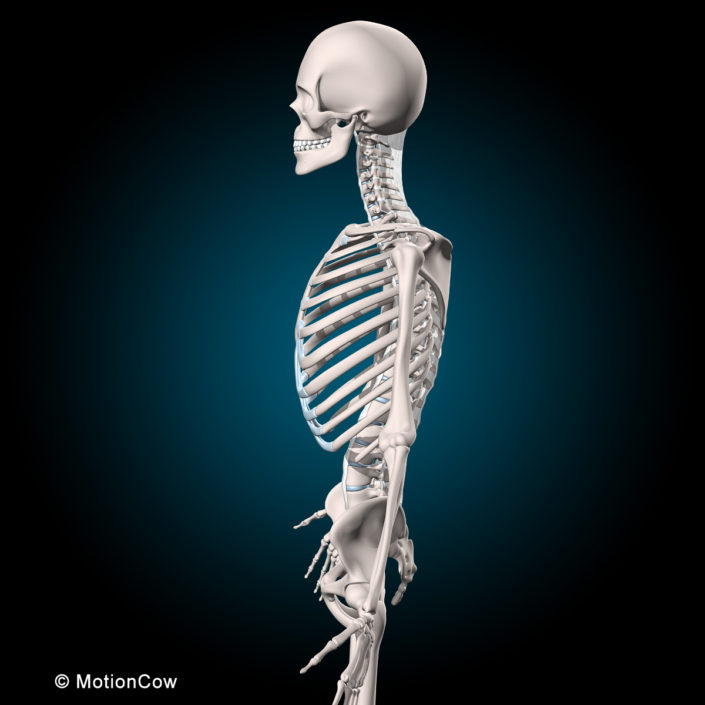 Muscles & Skeleton – MotionCow