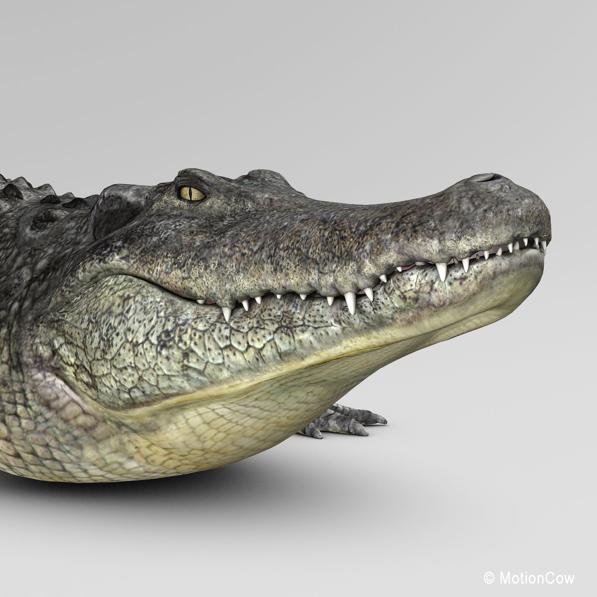 Alligator – MotionCow