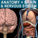 Anatomy Brain & Nervous System 3D Model