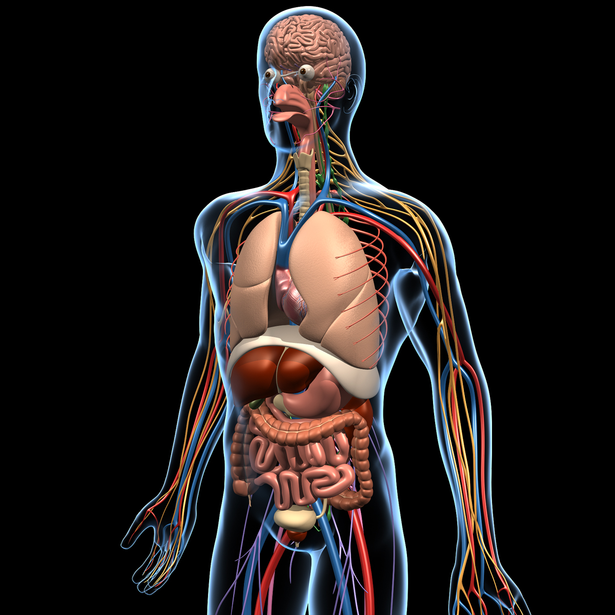 Человеческая сторона человека. Внутренние органы. Внутренние органы человека. Анатомия человека органы. Пеатмоич человнка.