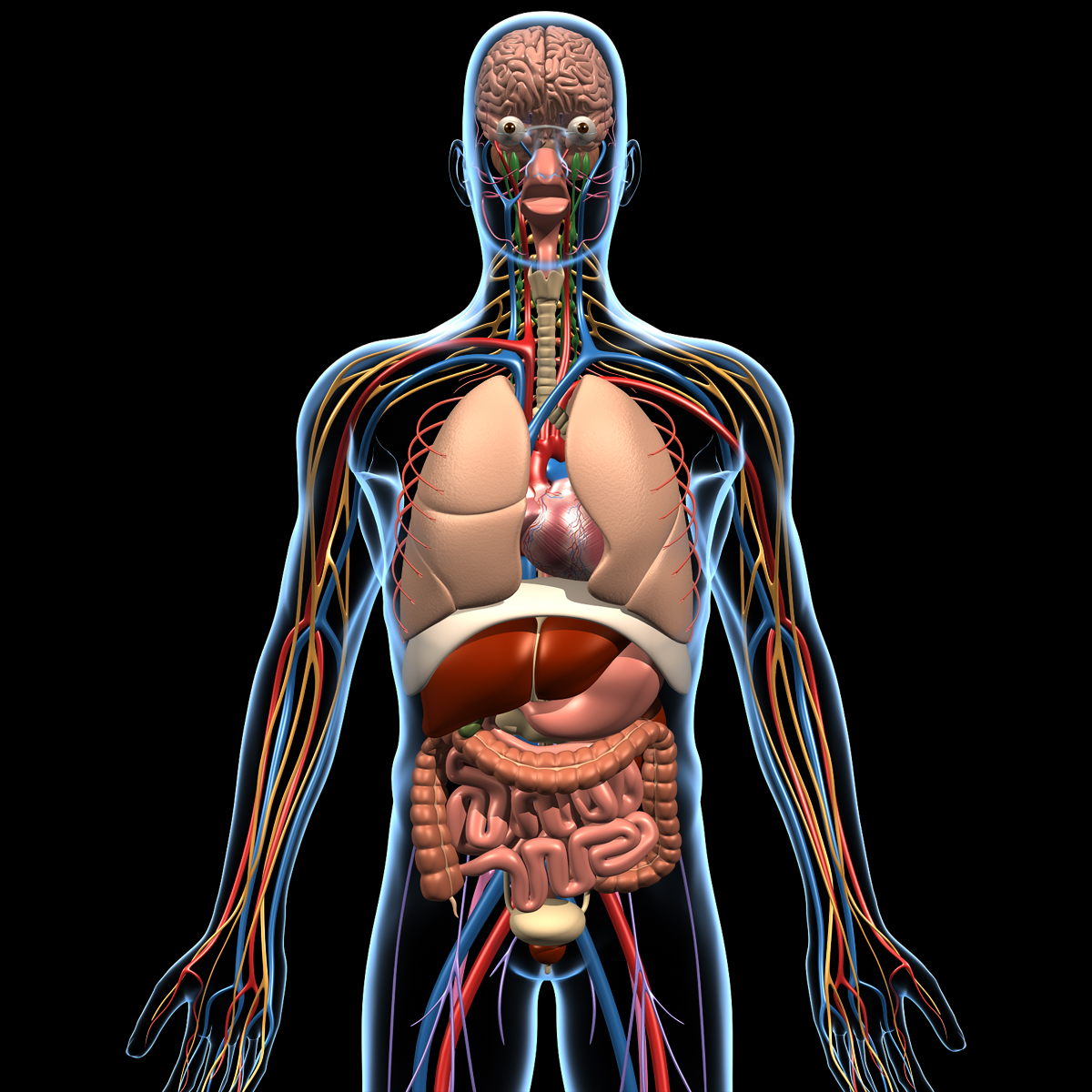 Строение тела органы. Анатомия человека внутренние системы. Анатомия внутренних органов человека 3д. Макет внутренних органов человека.