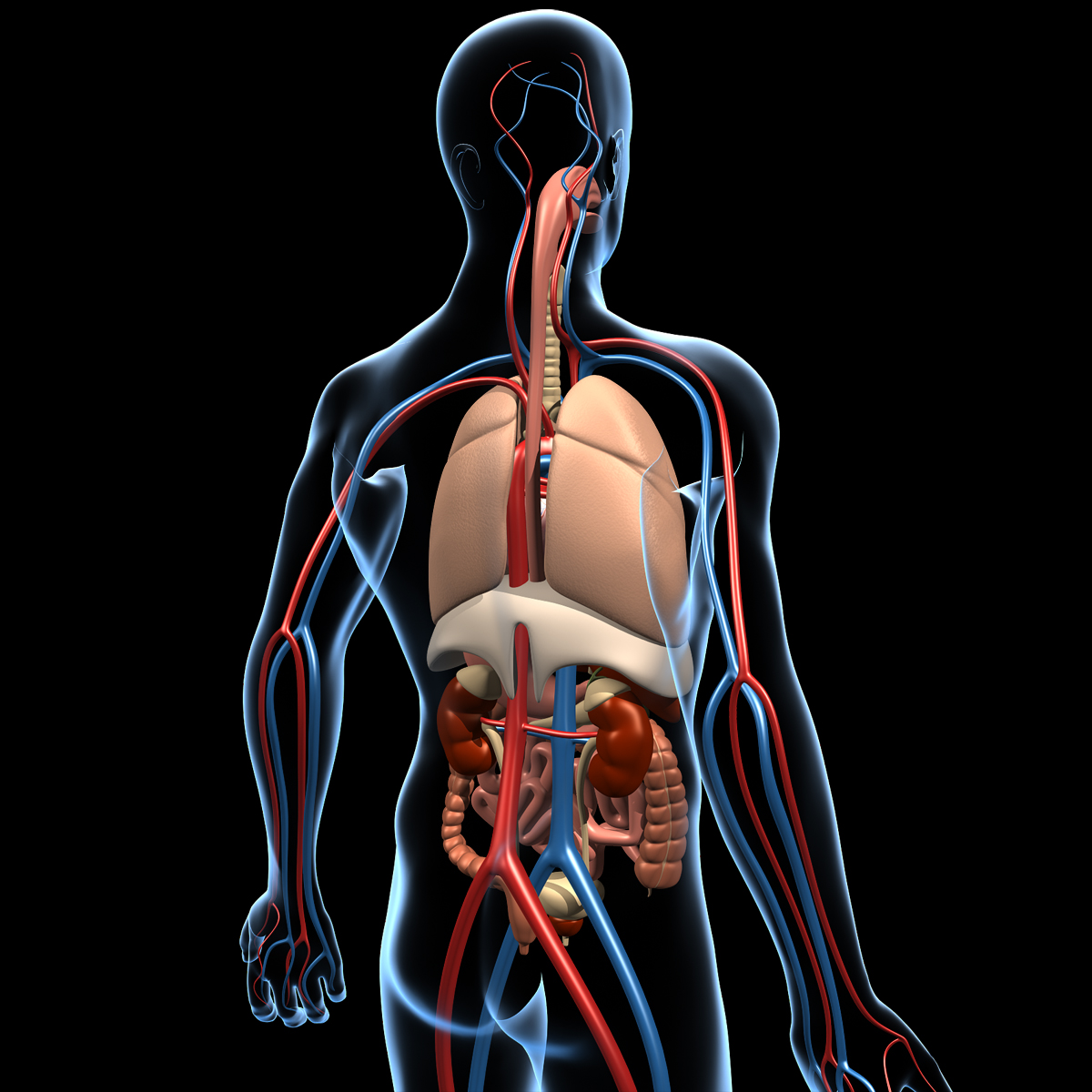 Анатомия внутренних органов человека 3д