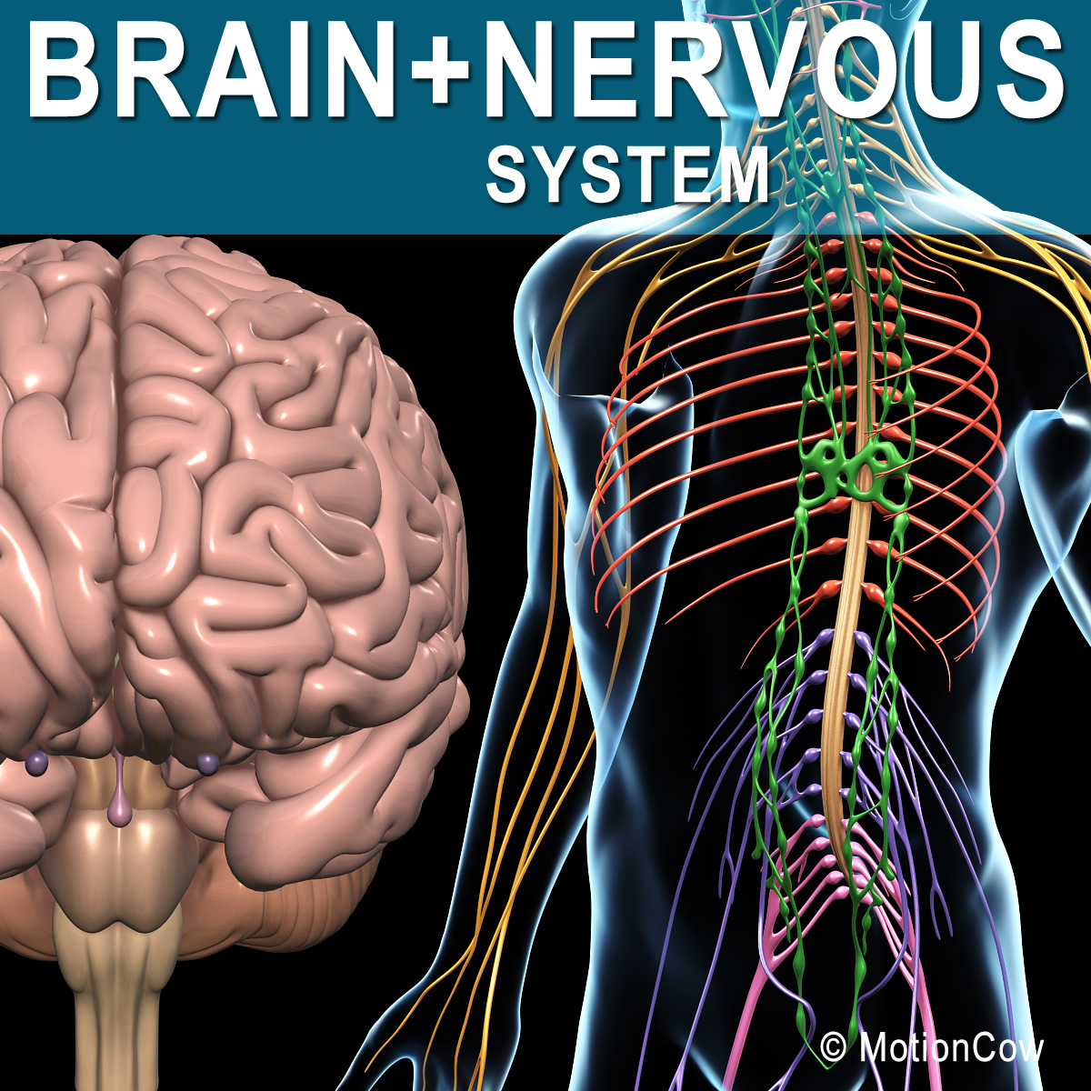 The Brain And Spinal Cord Make Up The Central Nervous System The