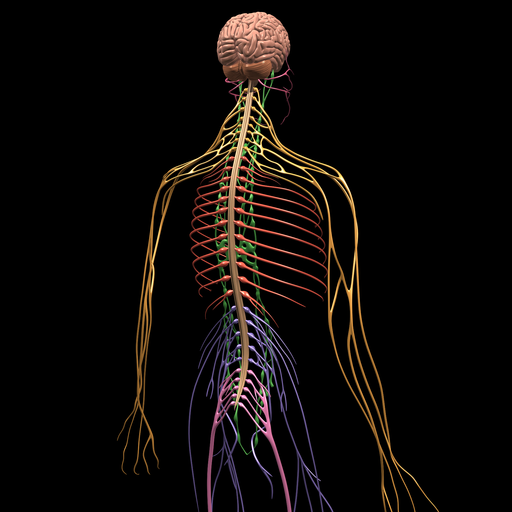 Brain & Nervous System – MotionCow