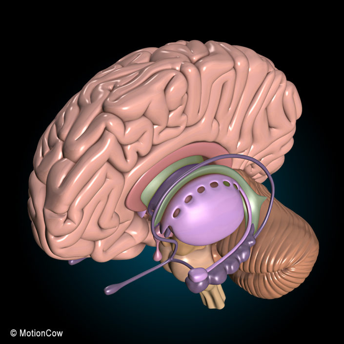 Human Brain Ultimate Motioncow