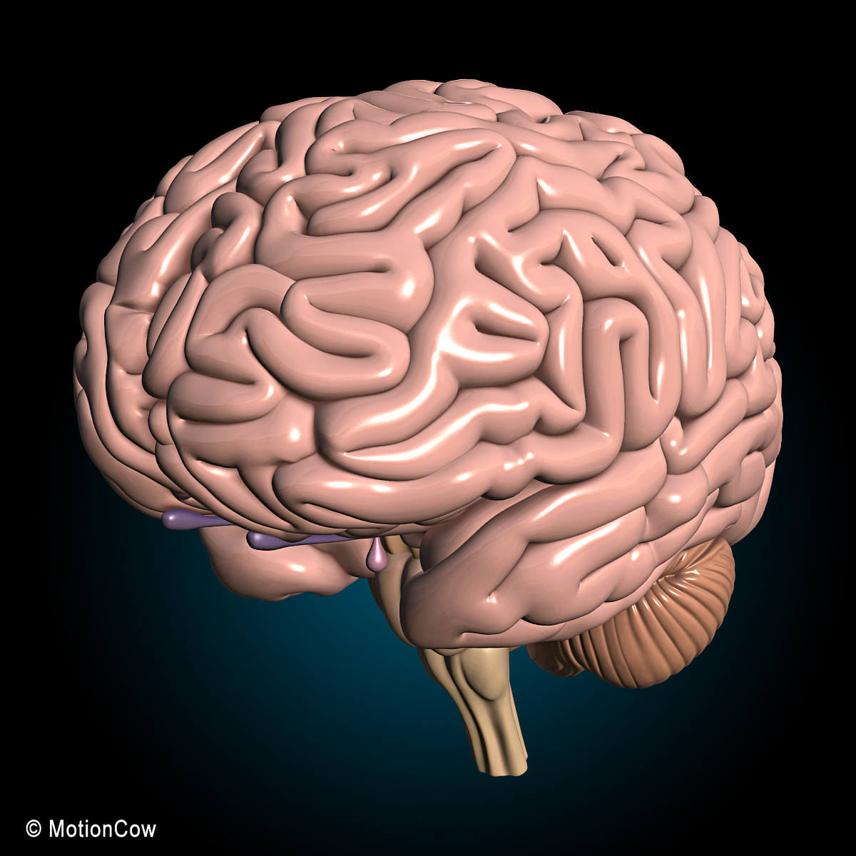 Human Anatomy Brain & Nervous System – MotionCow