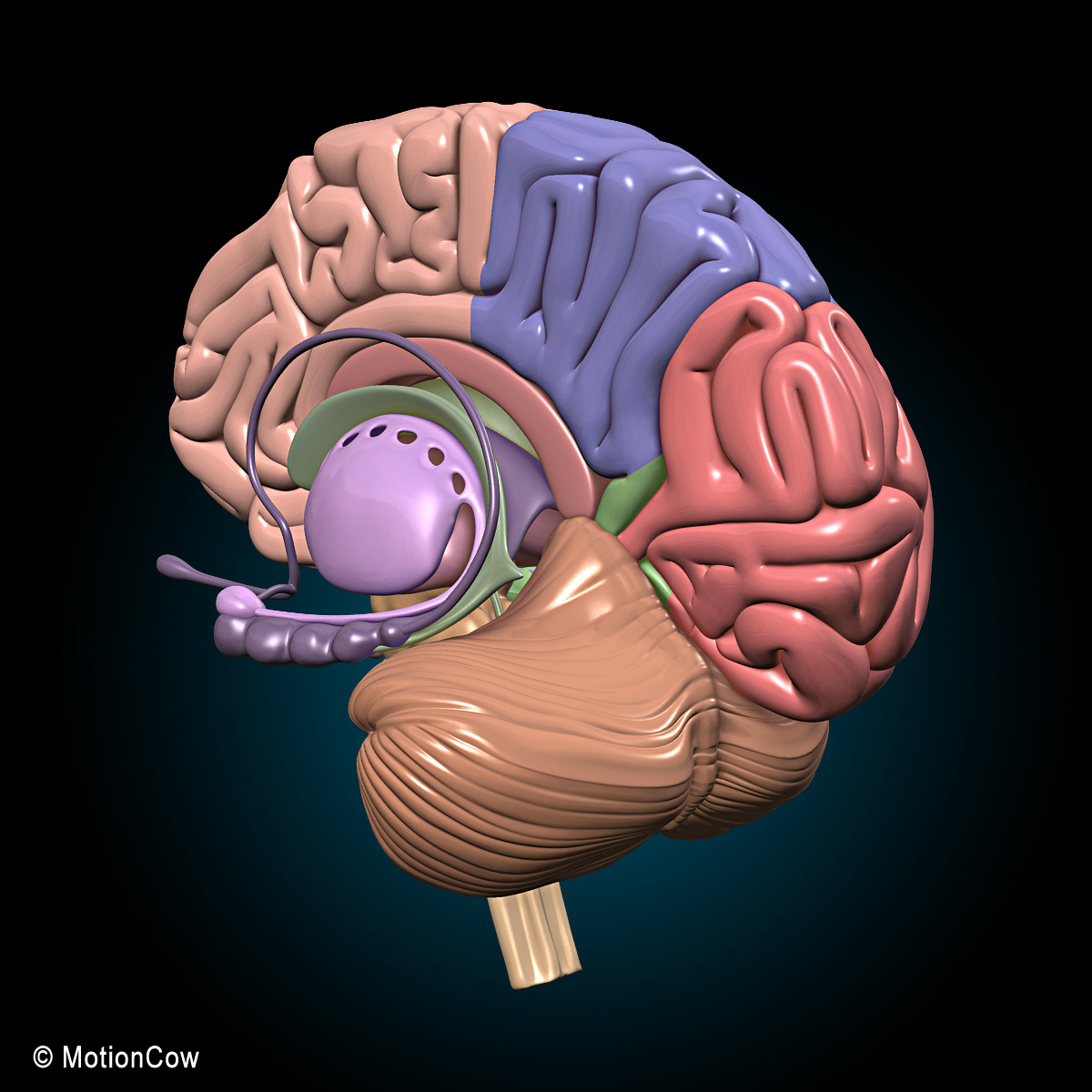 Анатомия головного мозга в 3 д