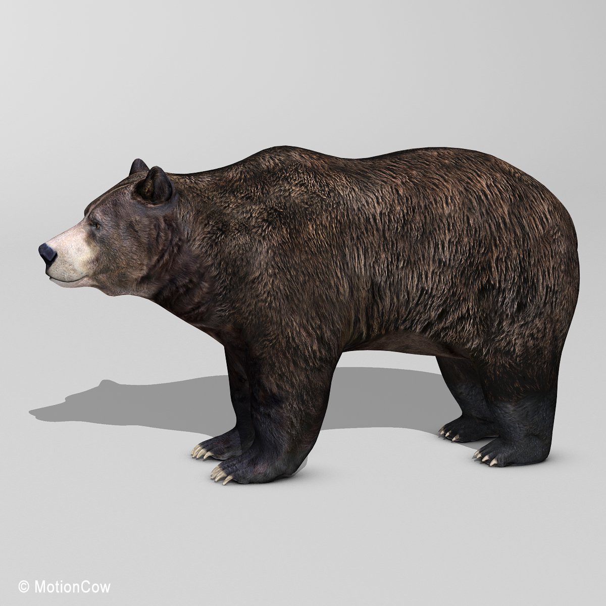 Lagoon - BEAR (Alpha) - Download Free 3D model by spiffatron