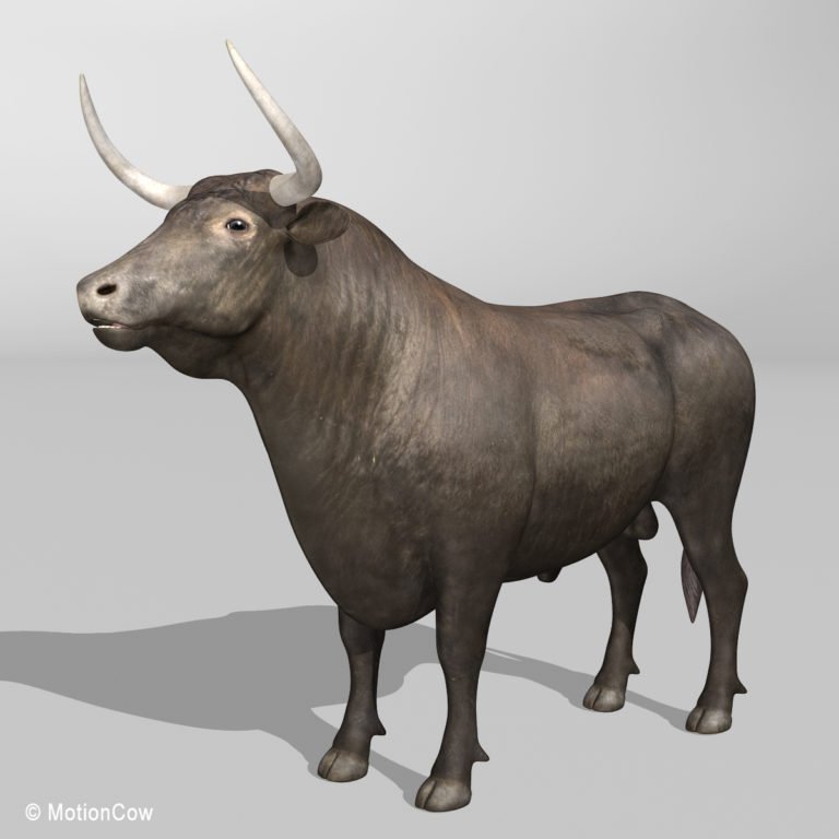 Bull – MotionCow