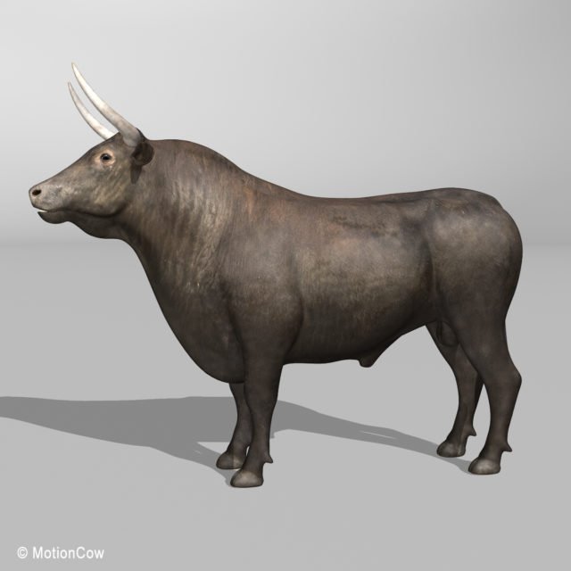 Bull – MotionCow