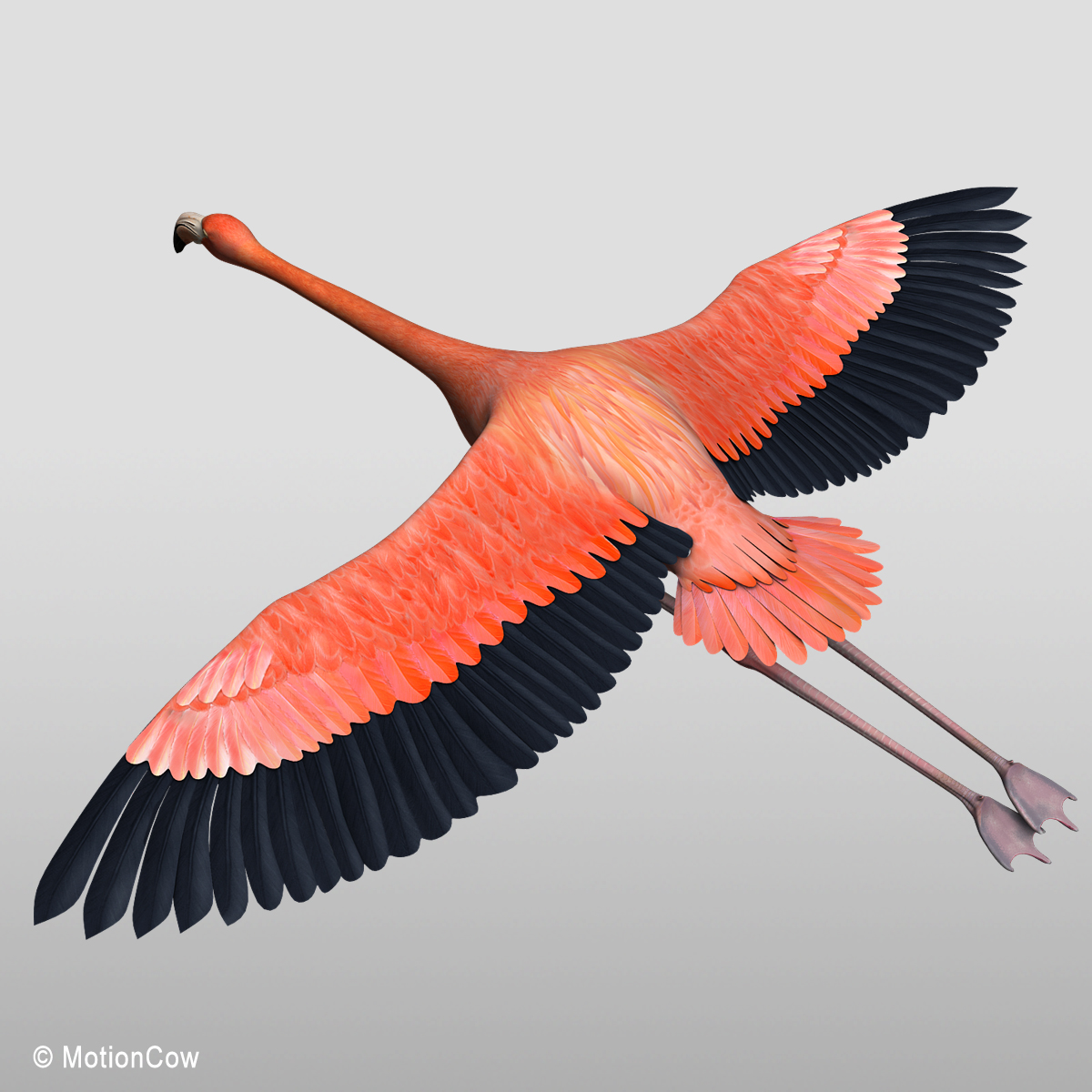 Flamingo ( Flying ) - MotionCow