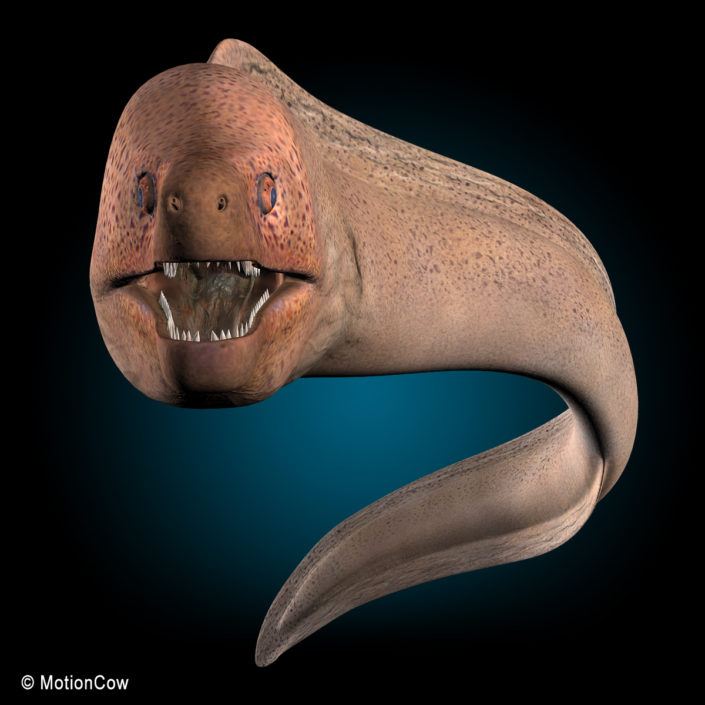Moray Eel (Giant) – MotionCow