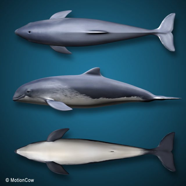 Harbour Porpoise – MotionCow