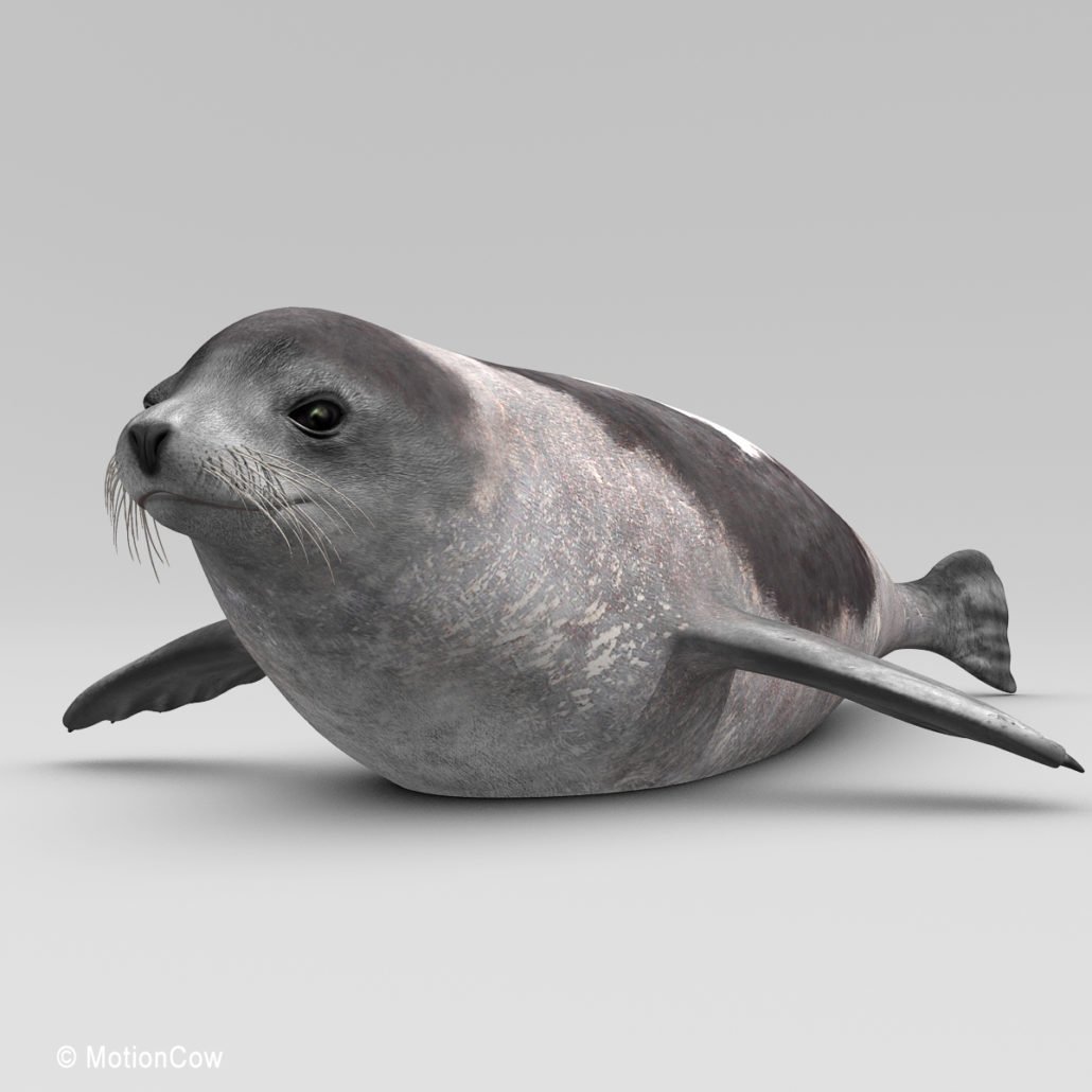 harp seal doll