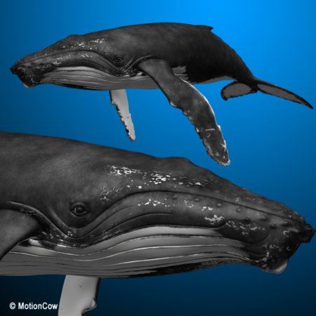 Humpback Whale – MotionCow