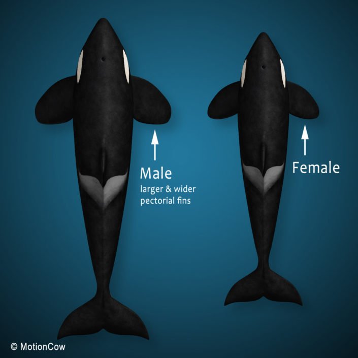 Orca (Killer Whale) Family – MotionCow