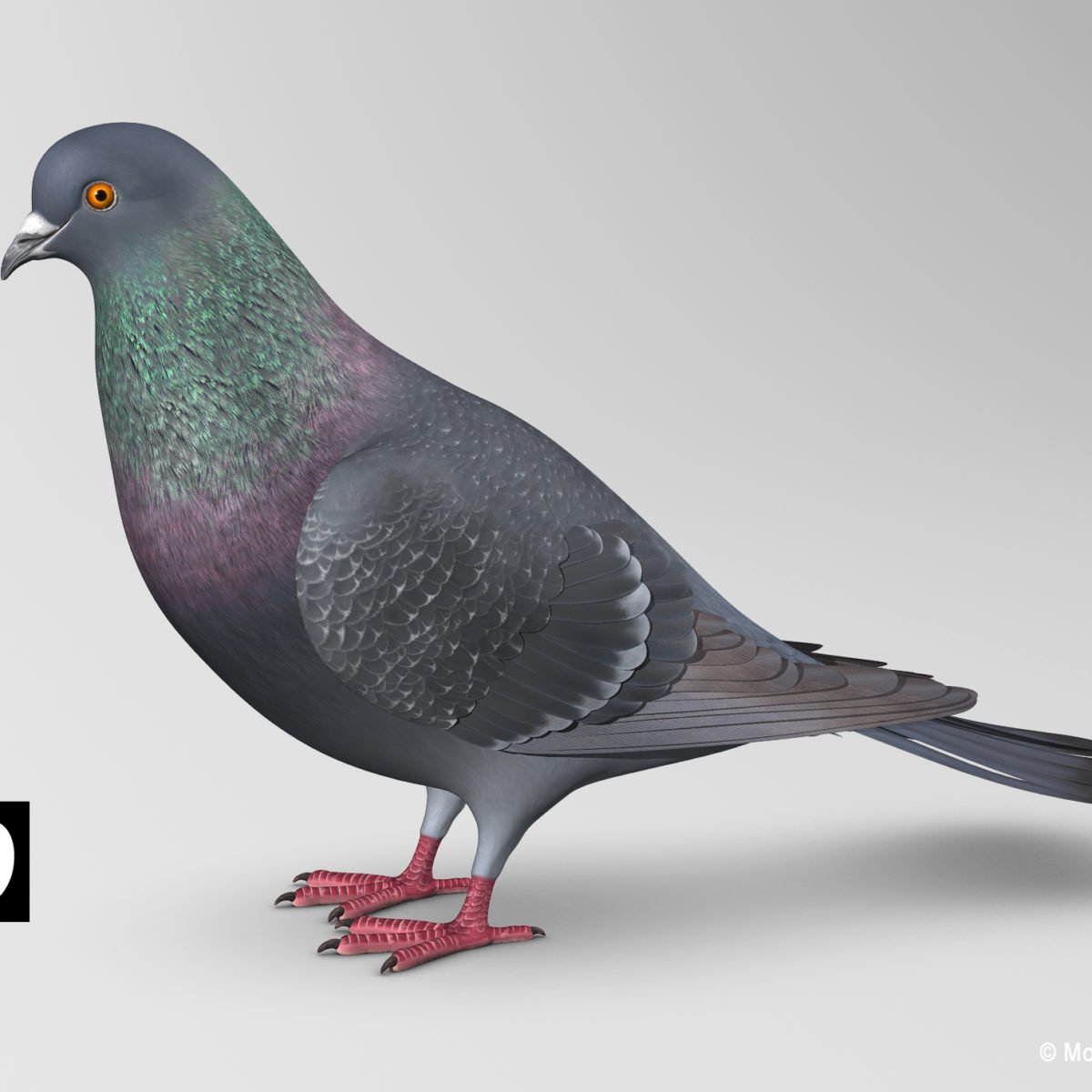 Pigeon Species B (Folded Wings) – MotionCow