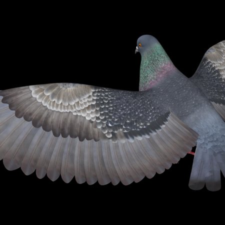 Pigeon Species B (Flying) – MotionCow