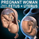 Pregnant Woman - Fetus & Uterus