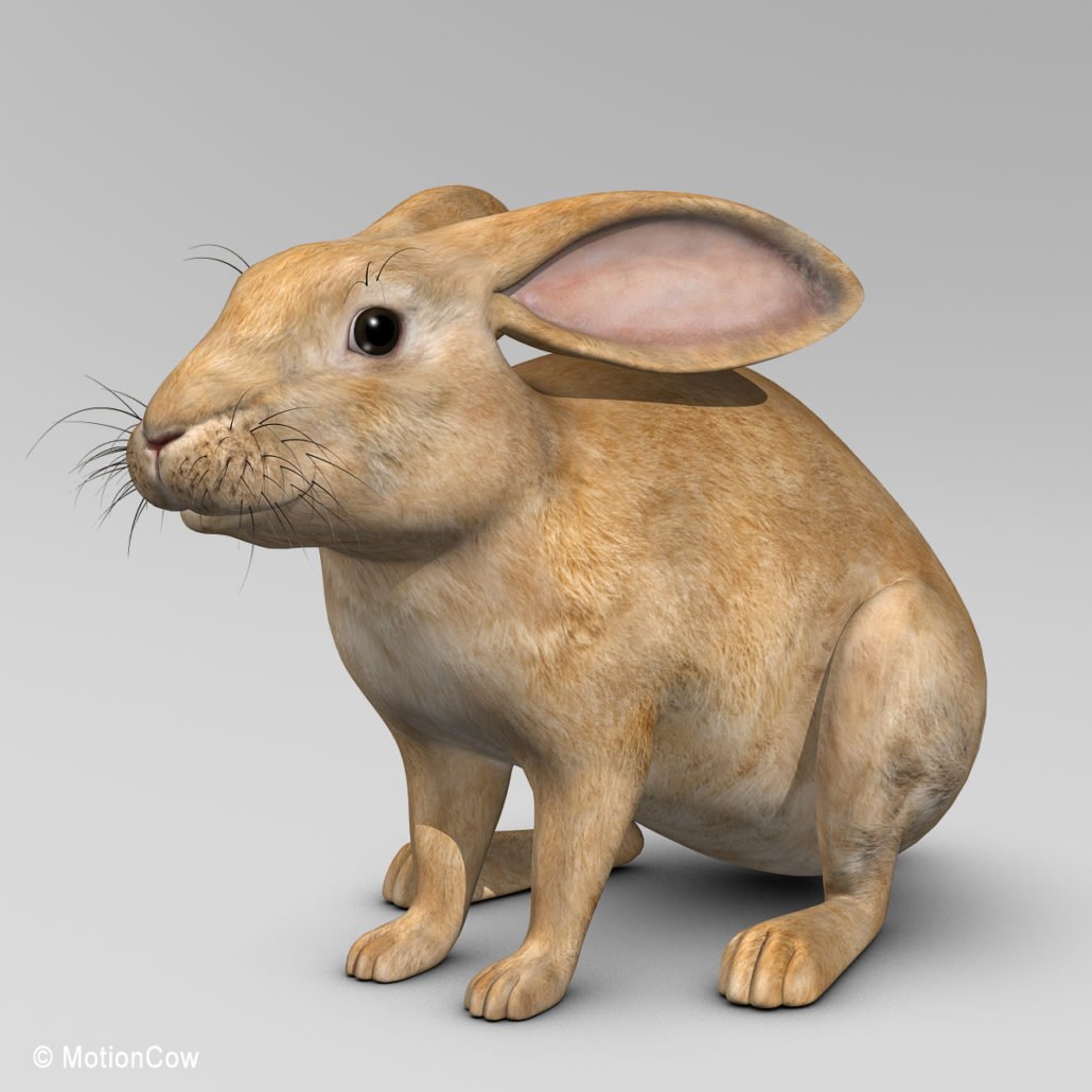 Brown rabbit