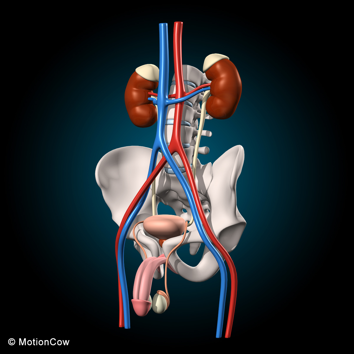 Male Reproductive & Urinary System MotionCow