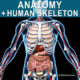 Skeleton Anatomy 3D Model