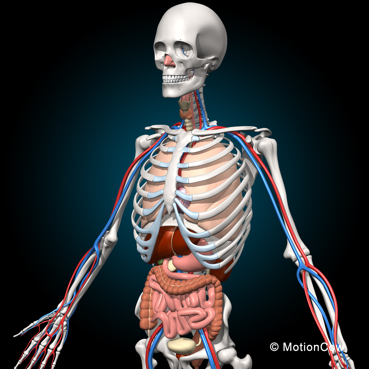 Skeleton & Anatomy – MotionCow