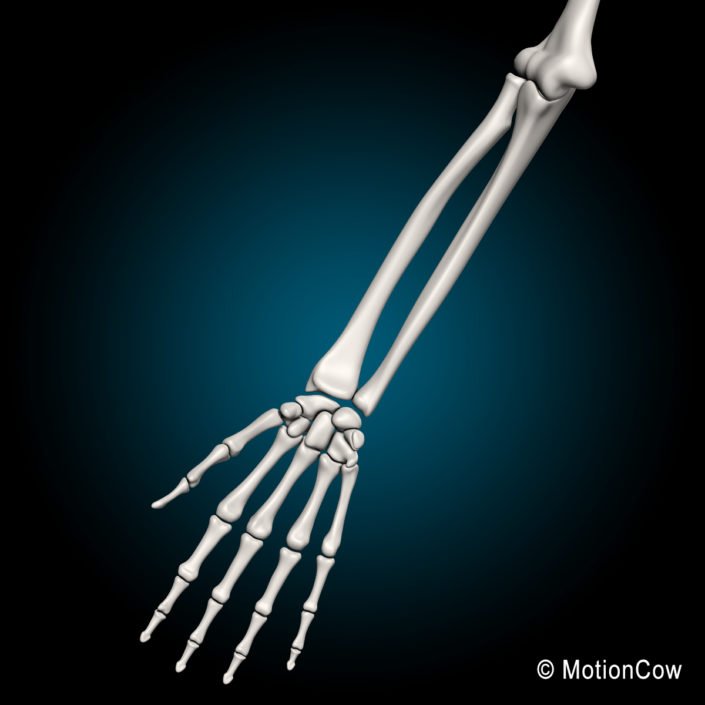 Human Skeleton – MotionCow