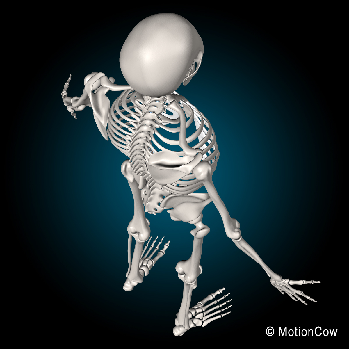 Skeleton & Anatomy – MotionCow