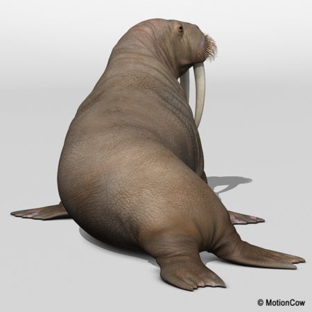 Walrus – MotionCow