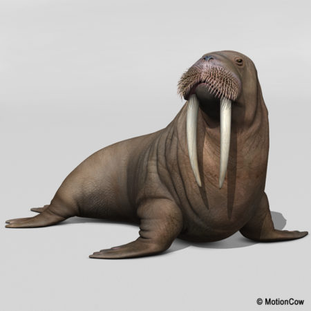 Walrus – MotionCow