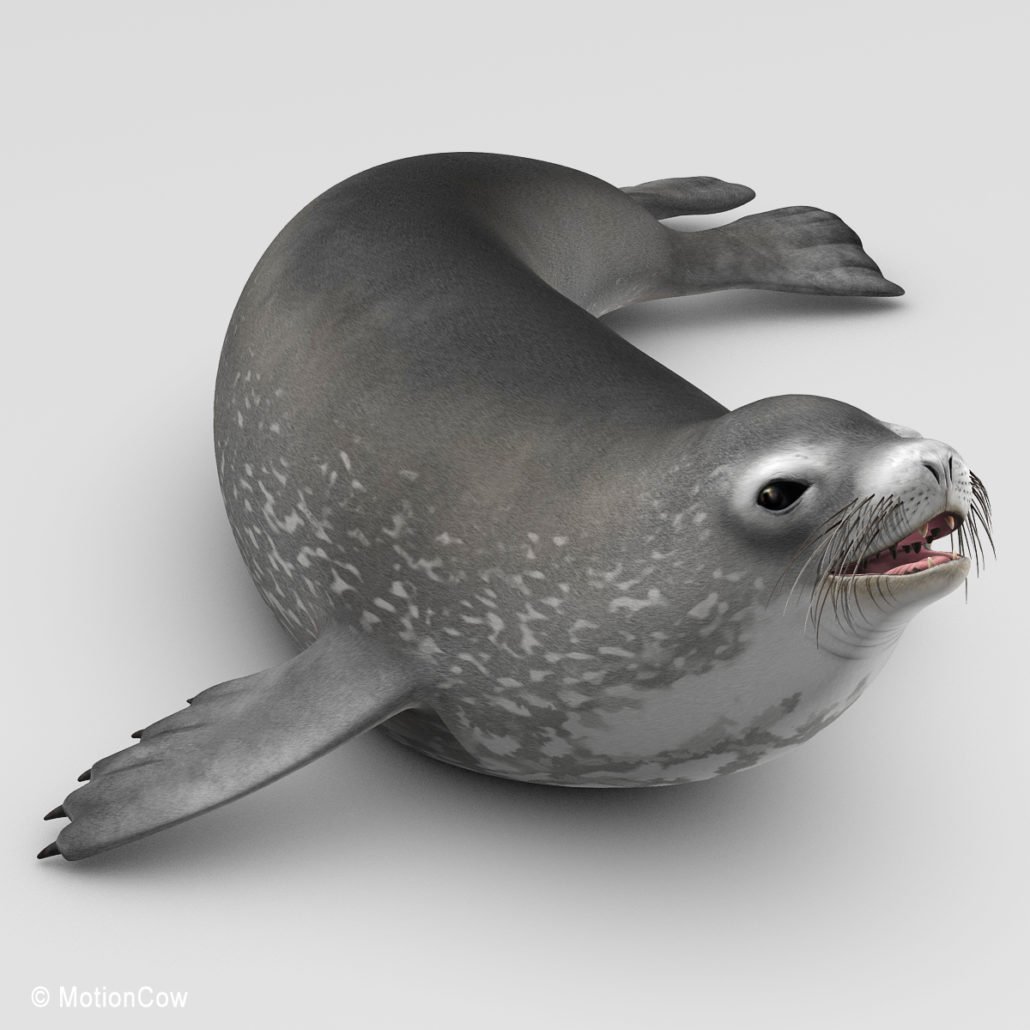 weddell seal plush