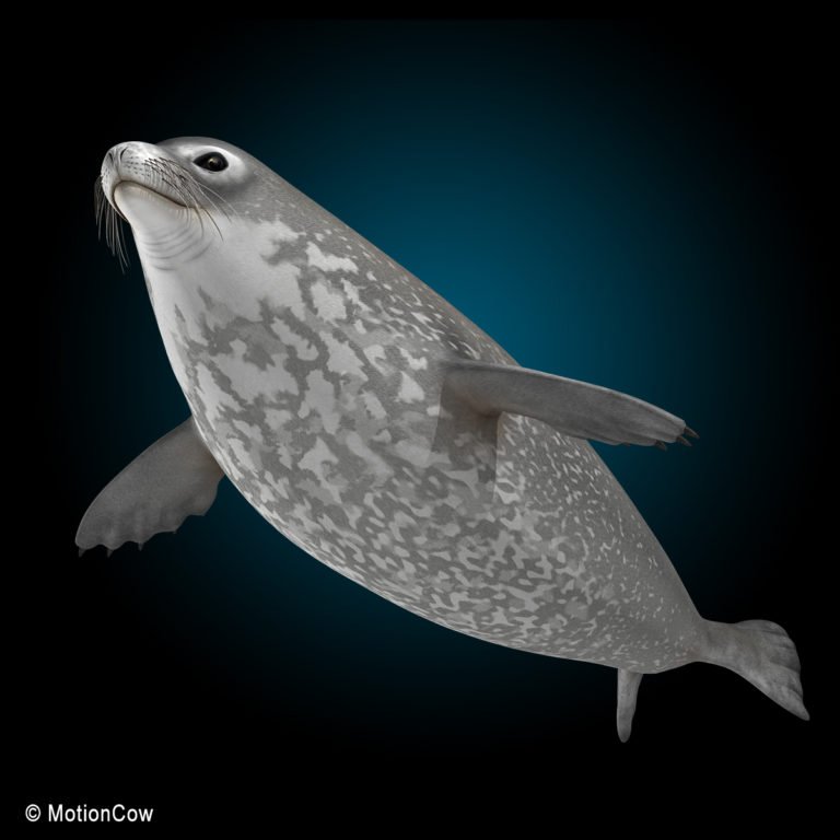 Weddell Seal MotionCow   Weddell Seal K 768x768 